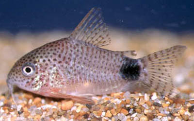 Corydoras caudimaculatus